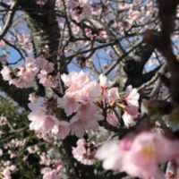 桜♪_20180314_1
