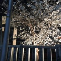 桜咲いてました_20180327_1