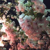 ＊夜桜＊_20180415_1