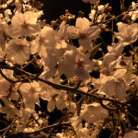 夜桜_20190404_1