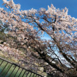 桜♪_20190416_1